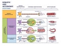 Somatic vs autonomic nervous system in detailed division outline diagram Royalty Free Stock Photo