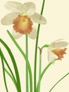 Somber Daffodils Royalty Free Stock Photo