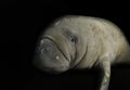 Somber Manatee Royalty Free Stock Photo