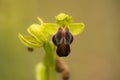 Sombre Bee Orchid with one flower Royalty Free Stock Photo