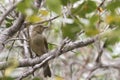 Sombre greenbul, Andropadus importunus