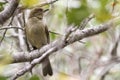 Sombre greenbul, Andropadus importunus