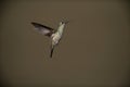 Sombre hummingbird, Aphantochroa cirrochloris