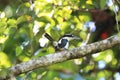 Sombre kingfisher in Halmahera Island, Indonesia Royalty Free Stock Photo