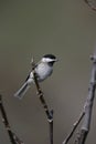 Sombre tit, Parus lugubris Royalty Free Stock Photo