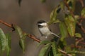 Sombre tit, Parus lugubris Royalty Free Stock Photo