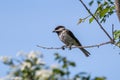 Close up of Sombre tit Poecile lugubris in nature Royalty Free Stock Photo