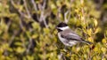 Sombre Tit on Shrubs Royalty Free Stock Photo