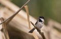 Sombre Tit on a Wooden Bar Royalty Free Stock Photo