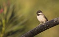 Sombre Tit on a Wooden Bar Royalty Free Stock Photo