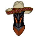 Dog, doberman. Sombrero mexican hat. Portait of animal.
