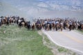 Sombrero Ranch wranglers cowboys cowgirls lead hundreds of horses on annual Great American Horse Drive getting ready for summer tr Royalty Free Stock Photo