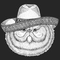 Persian longhair cat. Pet portait. Sombrero is traditional mexican hat. Mexico. Animal head. Kitty face.