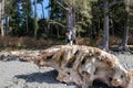 Dog sitting on a large driftwood log at the beach Royalty Free Stock Photo