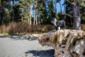 Dog at the beach standing on a large driftwood log Royalty Free Stock Photo