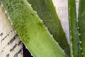 Some aloe leaves with dew drops rolling on the surface and many spikes on the edges and cream colored wooden backgrounds Royalty Free Stock Photo