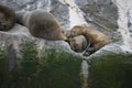 Some Antarctic seals lounging on the rocks