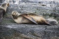 Some Antarctic seals lounging on the rocks