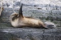 Some Antarctic seals lounging on the rocks