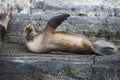 Some Antarctic seals lounging on the rocks