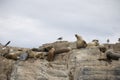 Some Antarctic seals lounging on the rocks