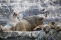 Some Antarctic seals lounging on the rocks