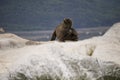 Some Antarctic seals lounging on the rocks