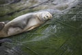 Some Antarctic seals lounging on the rocks