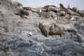 Some Antarctic seals lounging on the rocks