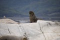 Some Antarctic seals lounging on the rocks