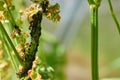 Some ants milking aphids on a stem sorrel