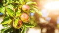 some apples on a tree in sunny light