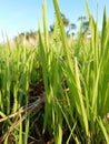 Some of the baby grass that thrives in the direct rays of the morning sun against the clear blue sky