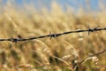 Some Barbed wire with a field of a golden crop