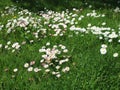 Some beautiful daisies