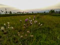 some beautiful flowers in the fields