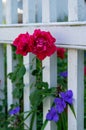 Flowers in White Pickett Fence