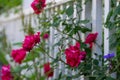 Flowers in White Pickett Fence