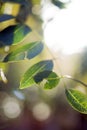 Some beautiful green fresh leaves in the sun