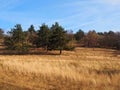 Pinetrees on a filed