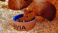 some beautiful red brown and white spotted guinea pigs on the straw with shiny fur