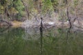 Some beautiful scene of the famous Mirror Lake of Yosemite Royalty Free Stock Photo