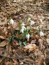 Snowdrop in the forest