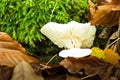 Some beautiful white mushrooms in the autumn forest nature Royalty Free Stock Photo