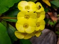 some beautiful yellow flowers and animals that are alighting Royalty Free Stock Photo