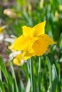 Some beautiful yellow flowers. Narcissus jonquilla, commonly known as jonquil or rush daffodil Royalty Free Stock Photo