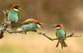 bee eaters 