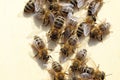 Some bees are team-working Royalty Free Stock Photo