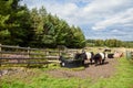 Belted Galloway Cattle Drinking, Cannock Chase