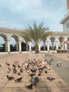 Some birds at the Agung Madani Islamic Center mosque, Rokan Hulu